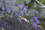 New England aster